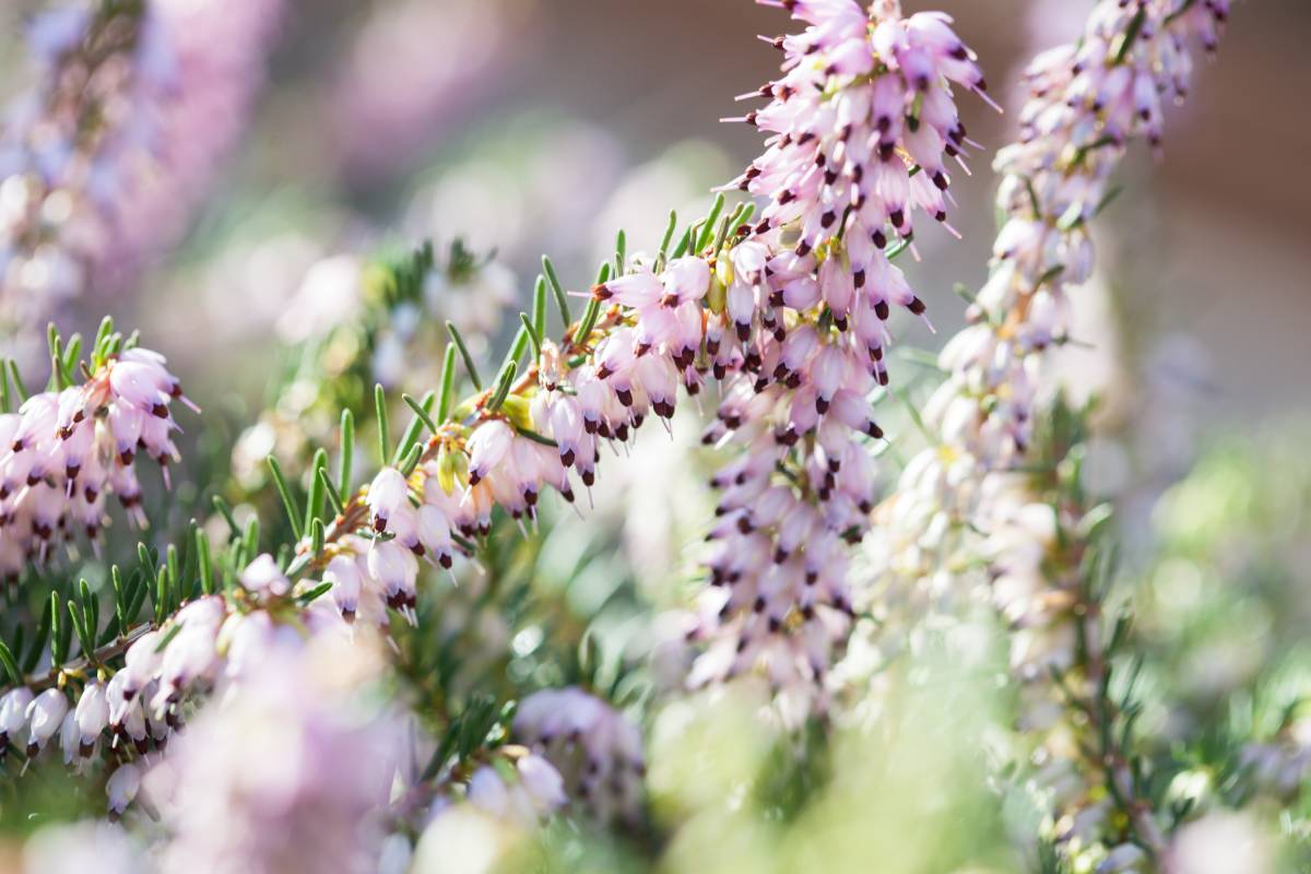 Erica and cultivation in the cold months