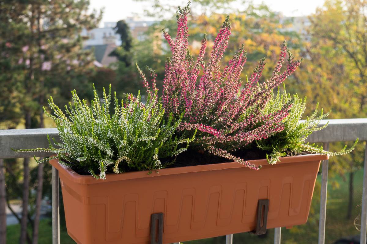 Cultivate the Eric on the balcony or in the flower beds