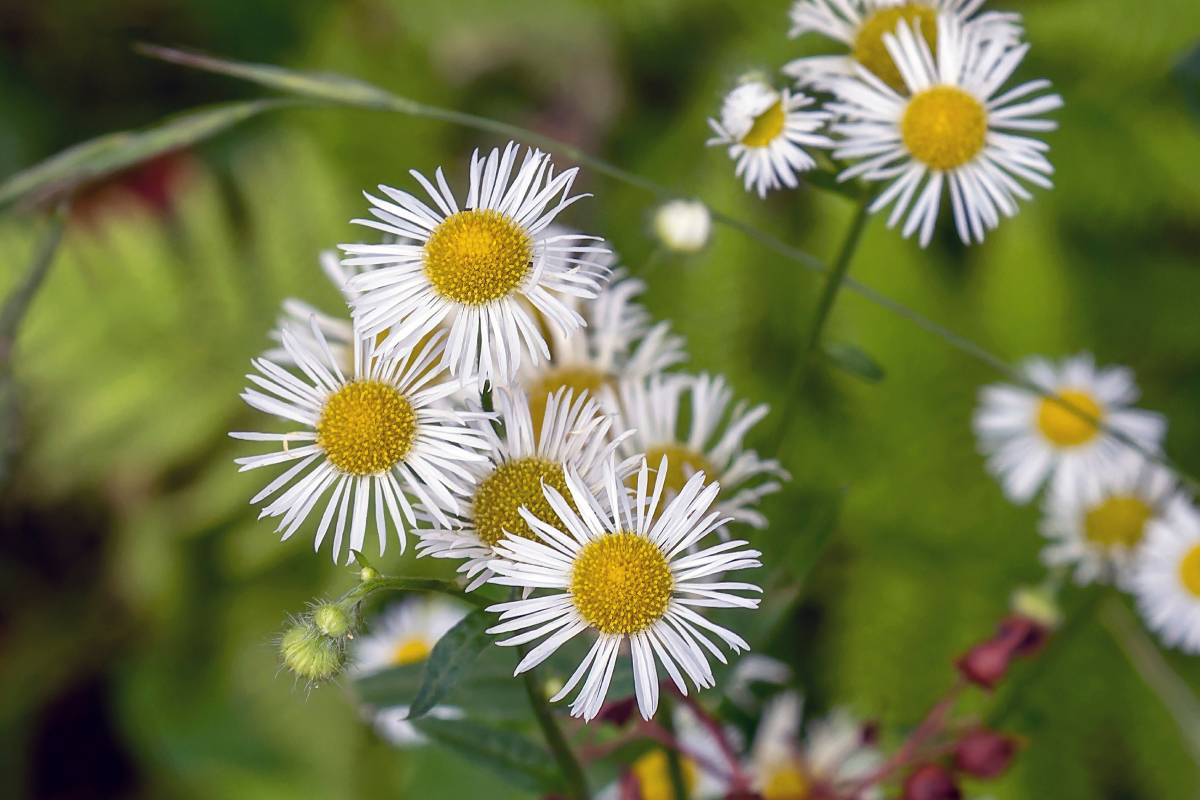 Erigeron, a flower that looks like a daisy