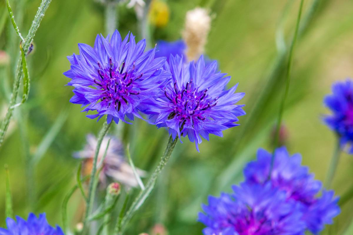 In September you can still plant these 5 plants: find out which one