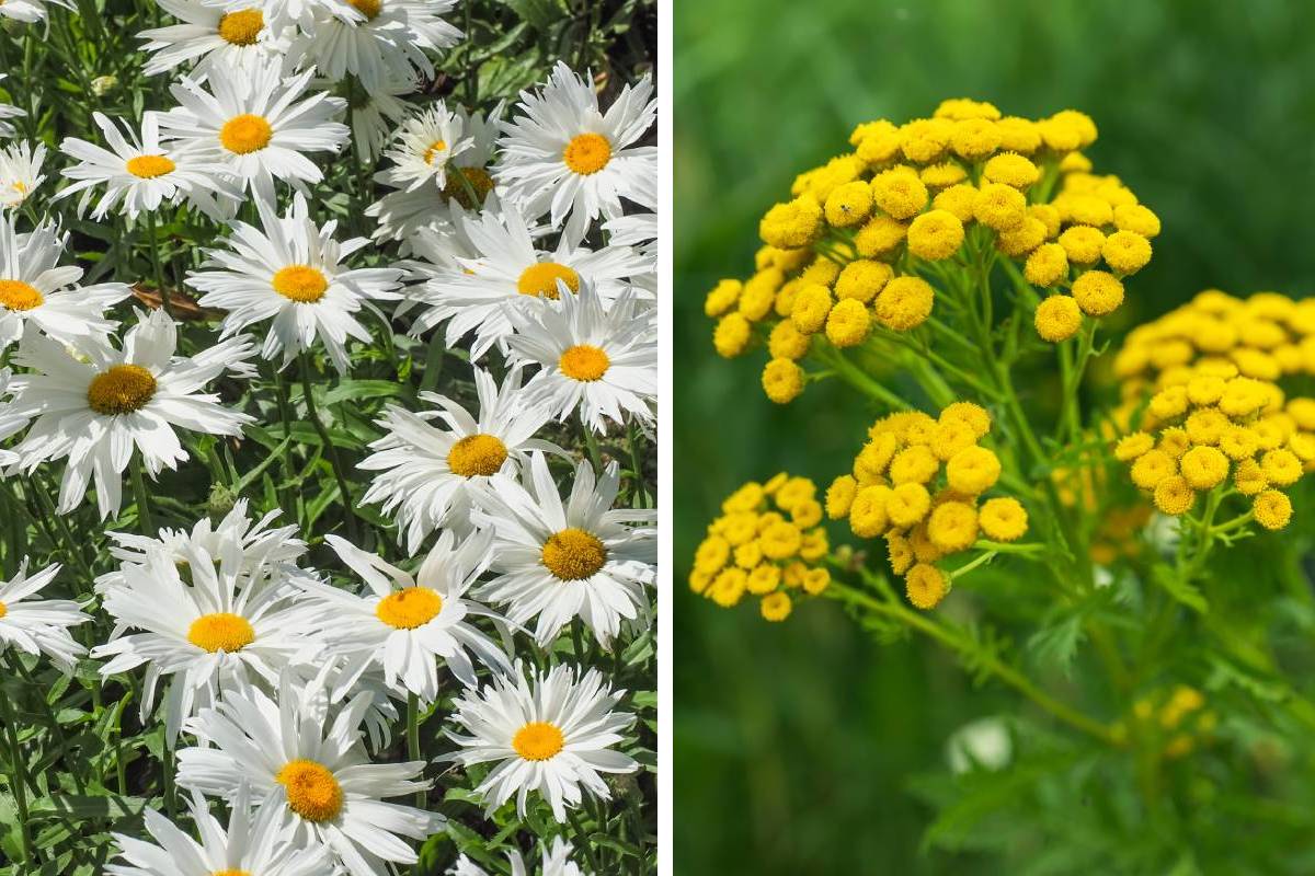 Similarity women like to Île-woman: Leucanthemella serotina and tanaceum