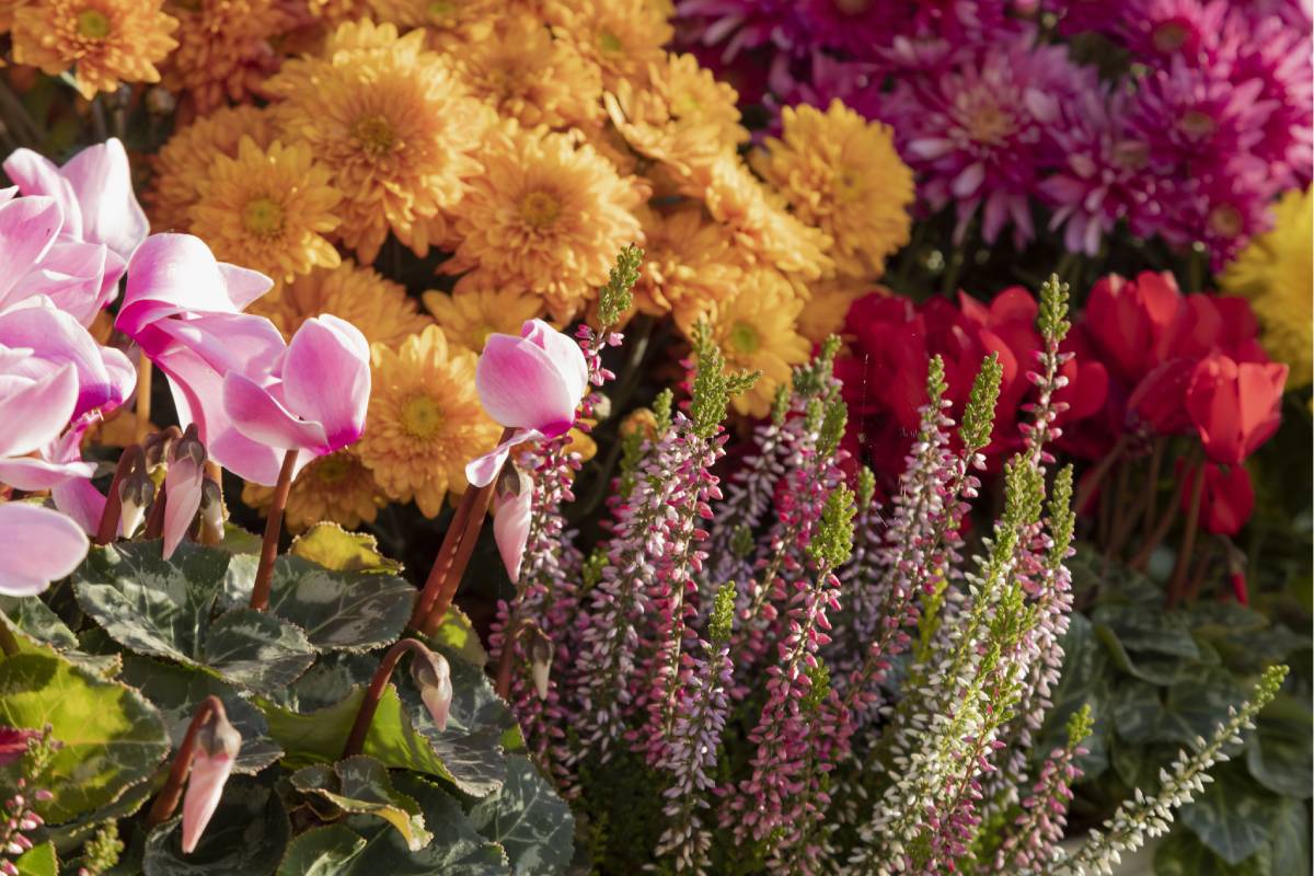 Autumn flowers in the garden in October