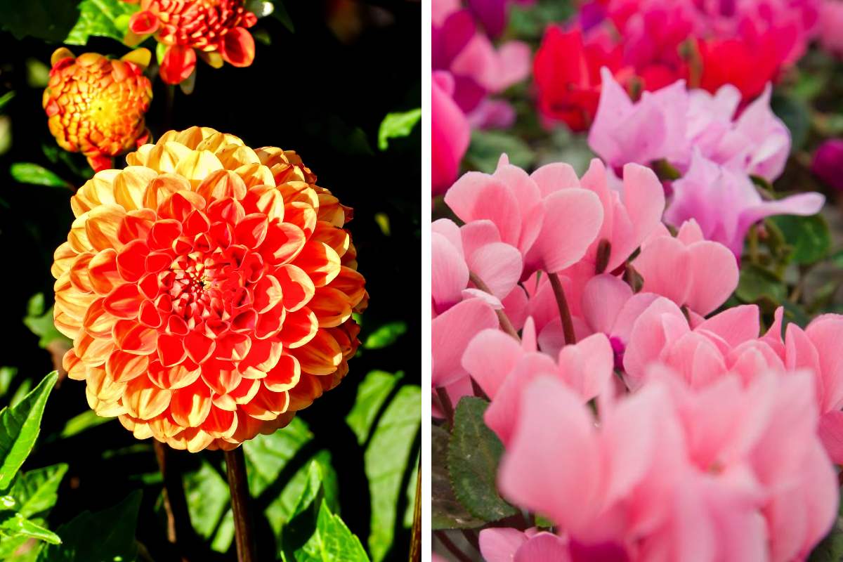 The September flowers that illuminate and color until October