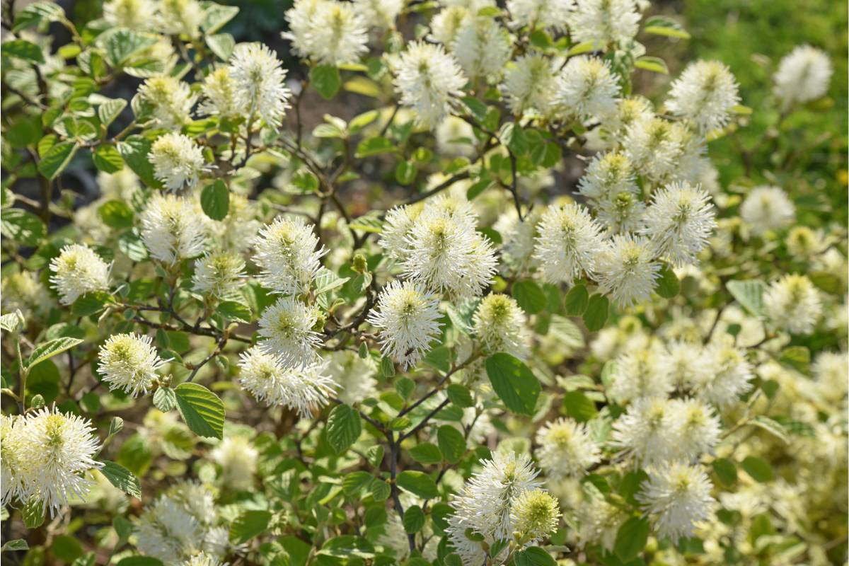 Shrubs in autumn: Major phothergilla