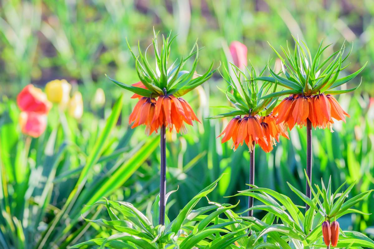 Bulbs from planting in autumn