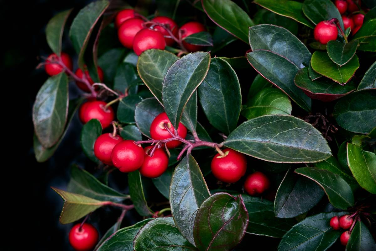 Autumn flowers: Gaultheria
