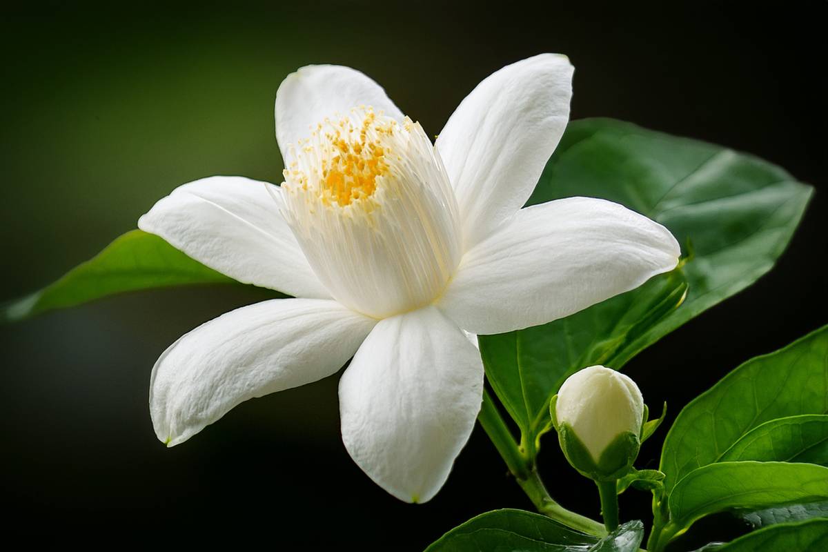 Jasmine: beautiful and fragrant even with rains