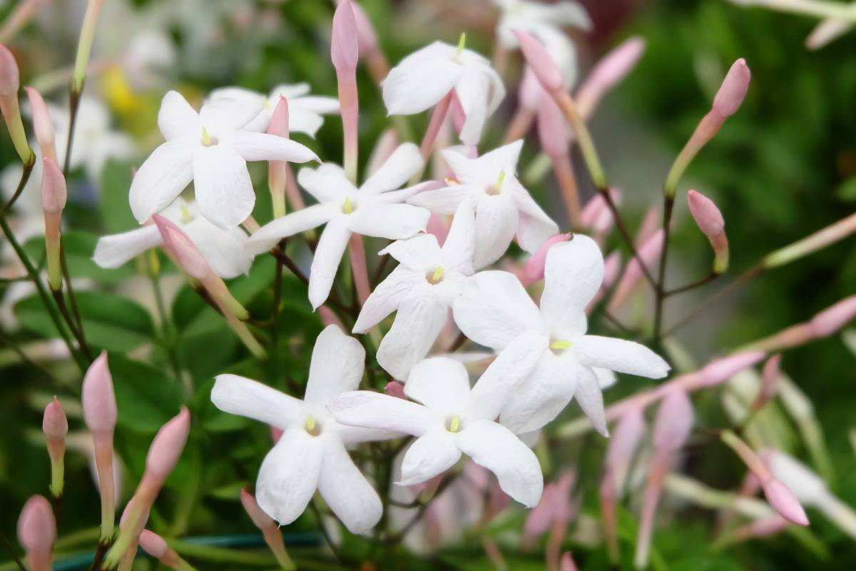 How to keep jasmine beautiful even if it rains