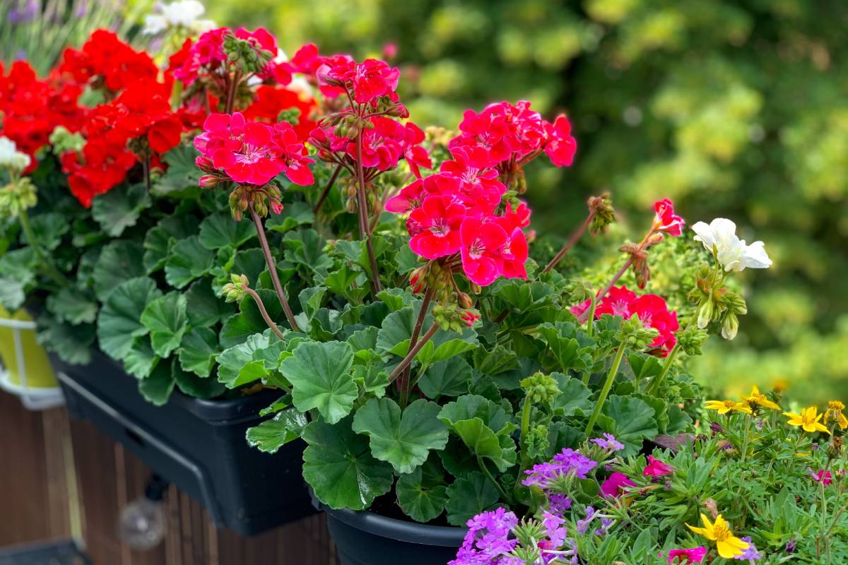 Reinvigorate tired geraniums in autumn: here's how