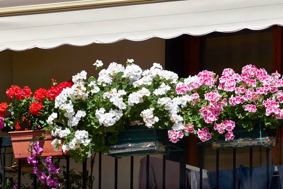 The flowers that resist in autumn