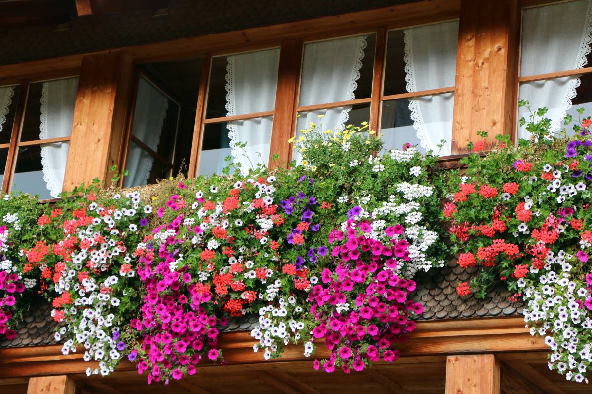 Prune geraniums and surfing to renew them