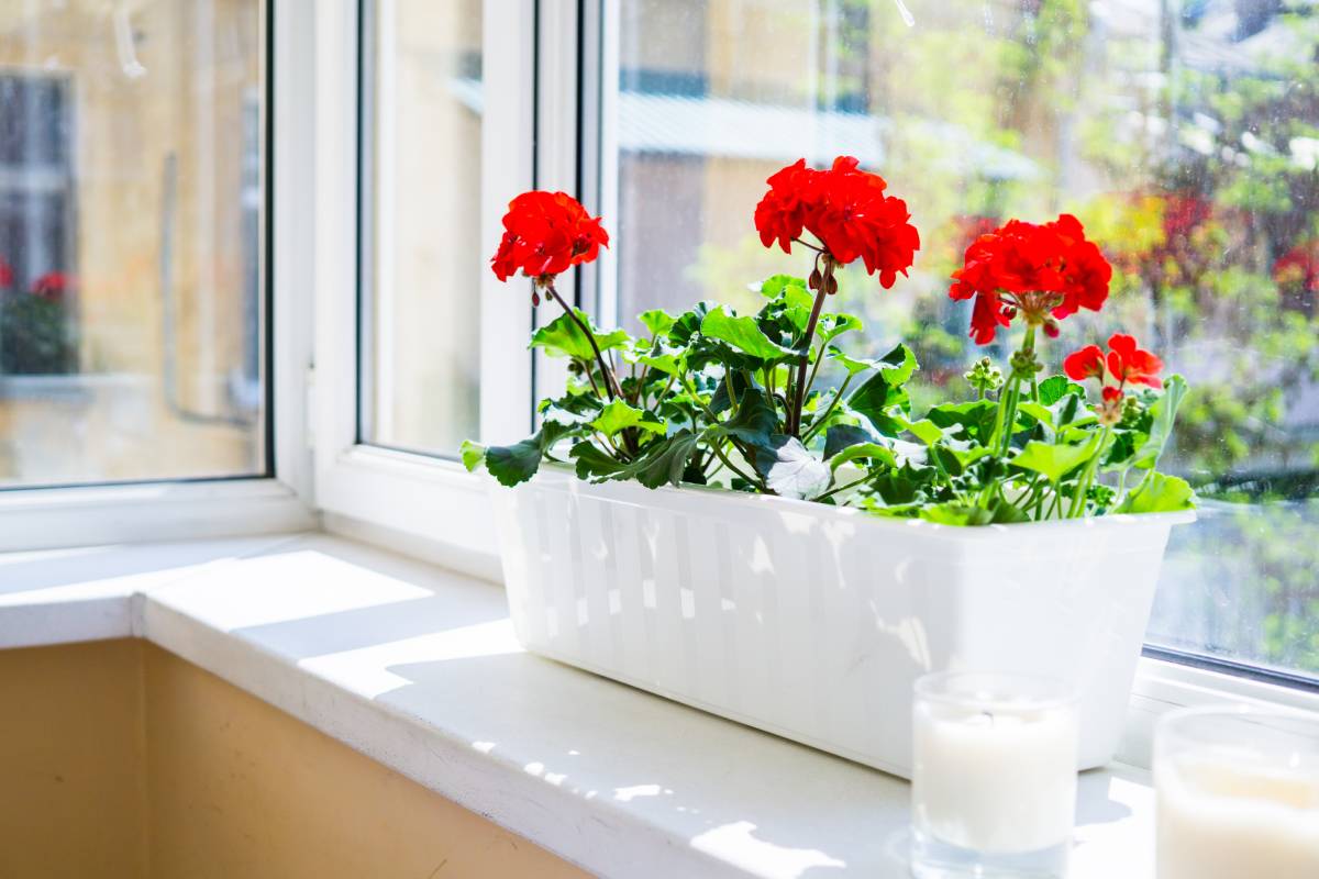 Indoor geraniums in winter