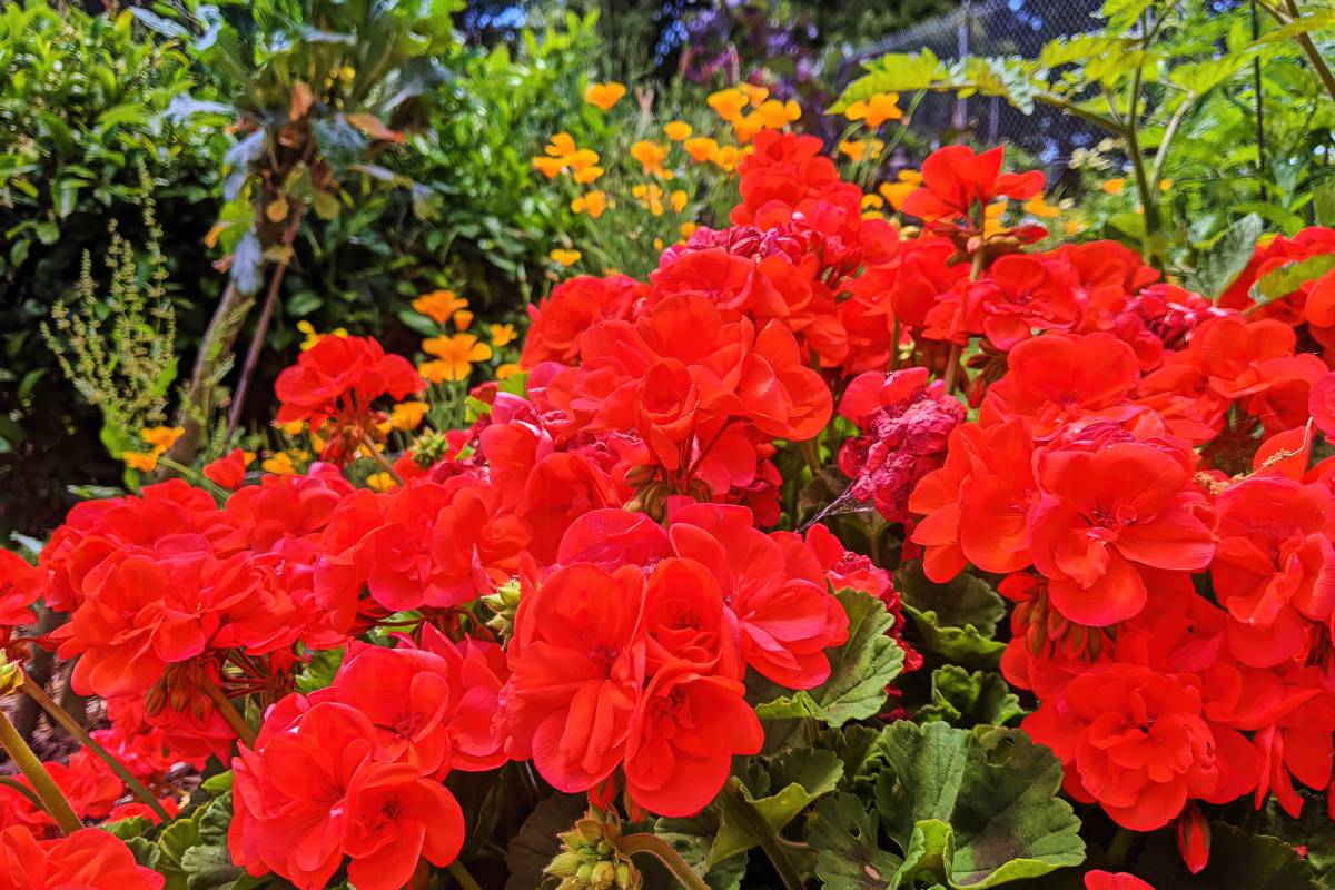 How to make geranium cuttings