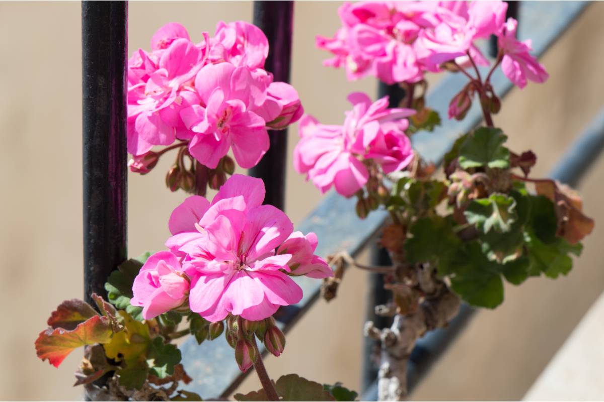 5 plants that resist the wind on the balcony