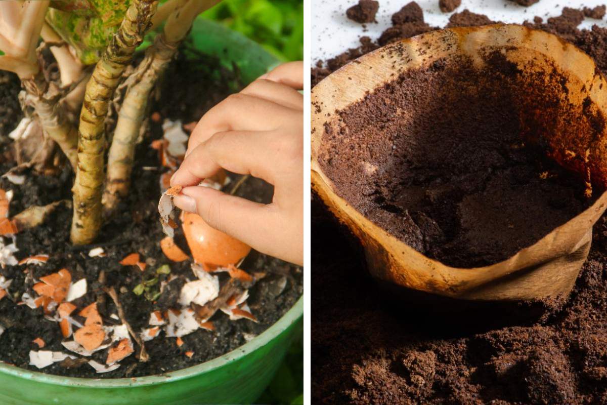 Fatty plants after the summer: how to reinvigorate them