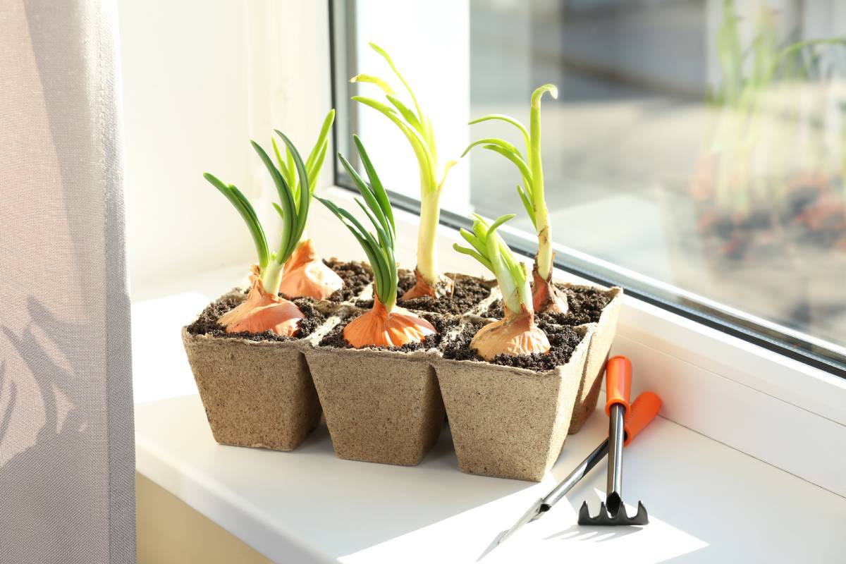 Onion and garlic grown in pots in September