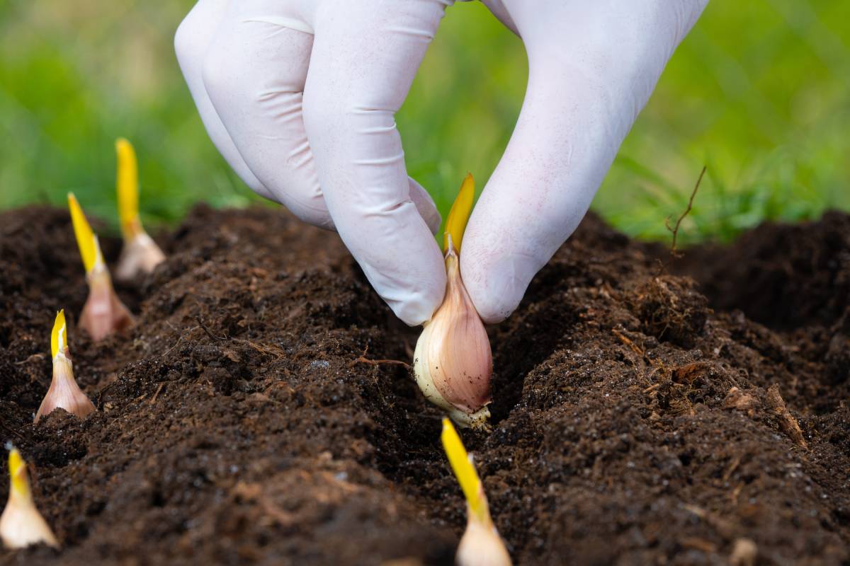 Cultivation in garlic and onion pot