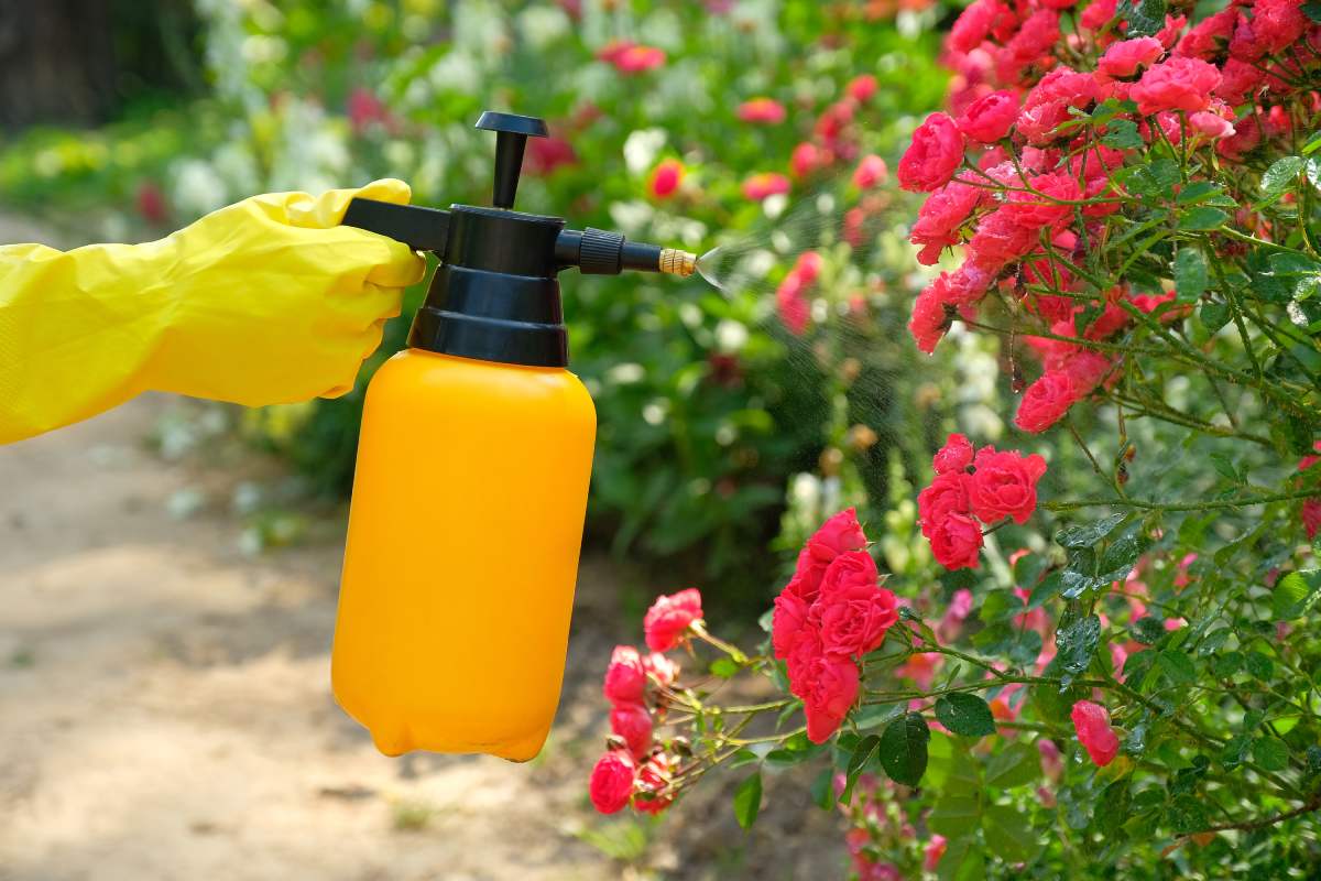 Help roses overcome the change of season