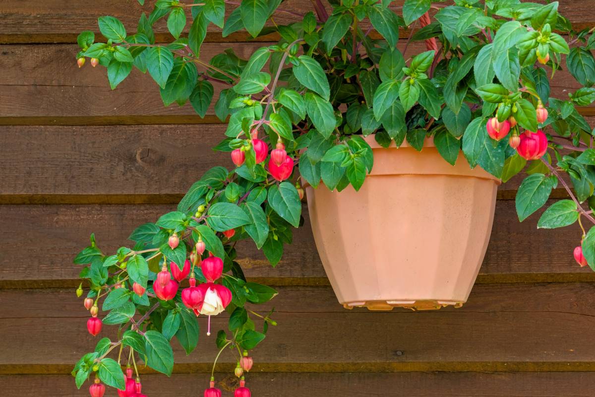 How to cure fuchsia to have long blooms