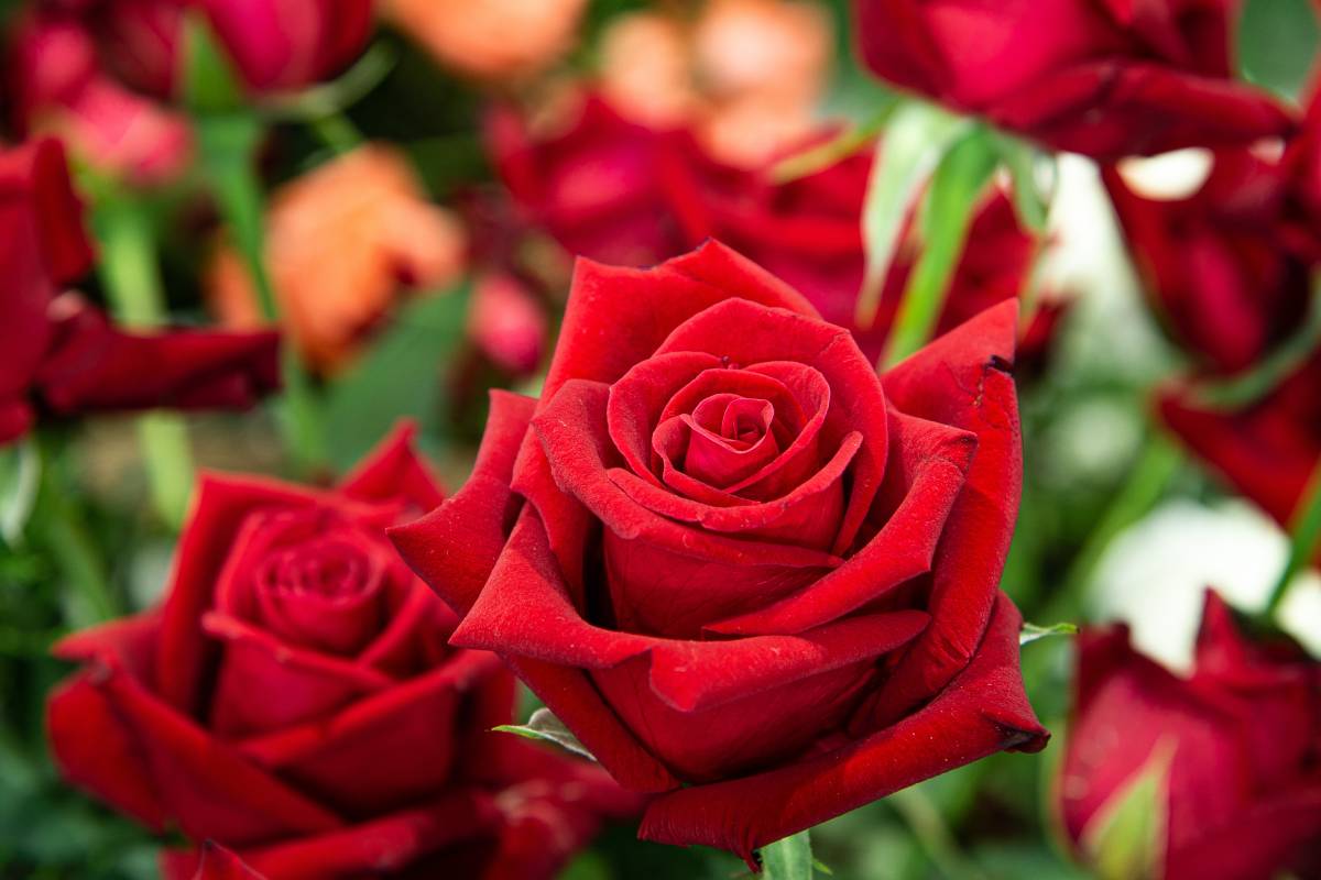 The mulch of the roses