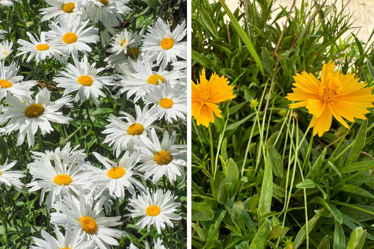 Autumn flowers: leucanthemella serotina and coreopsis autumnale