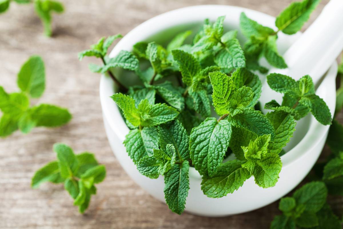 Free multiplication of mint: 