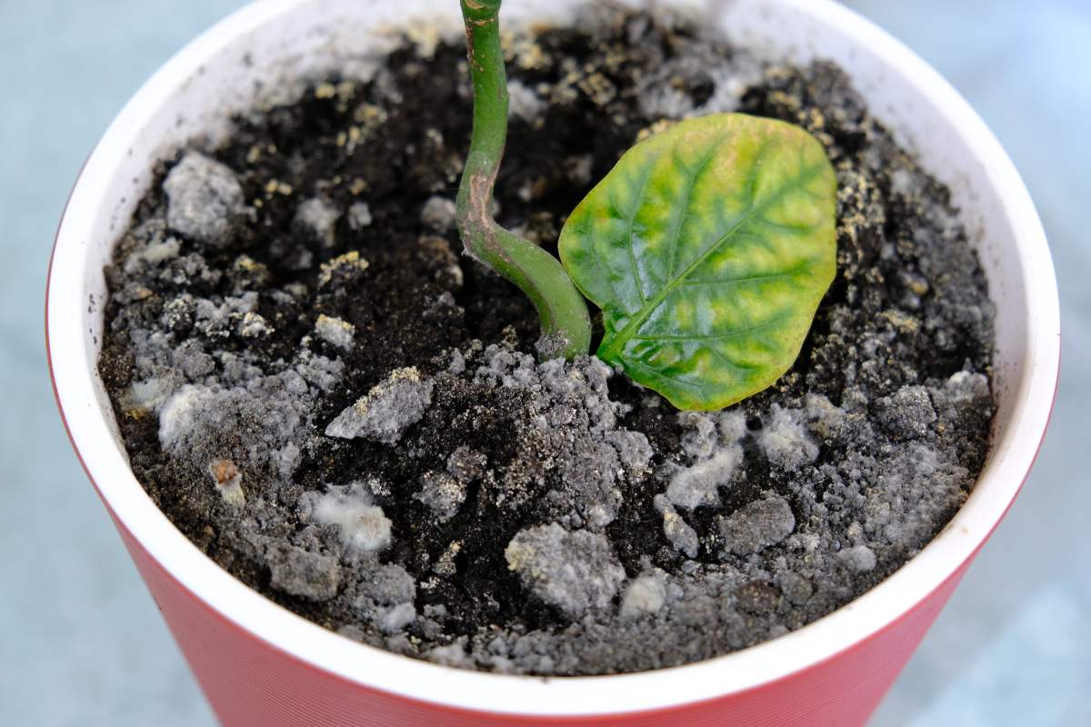 How to avoid mold and rot in plants in September