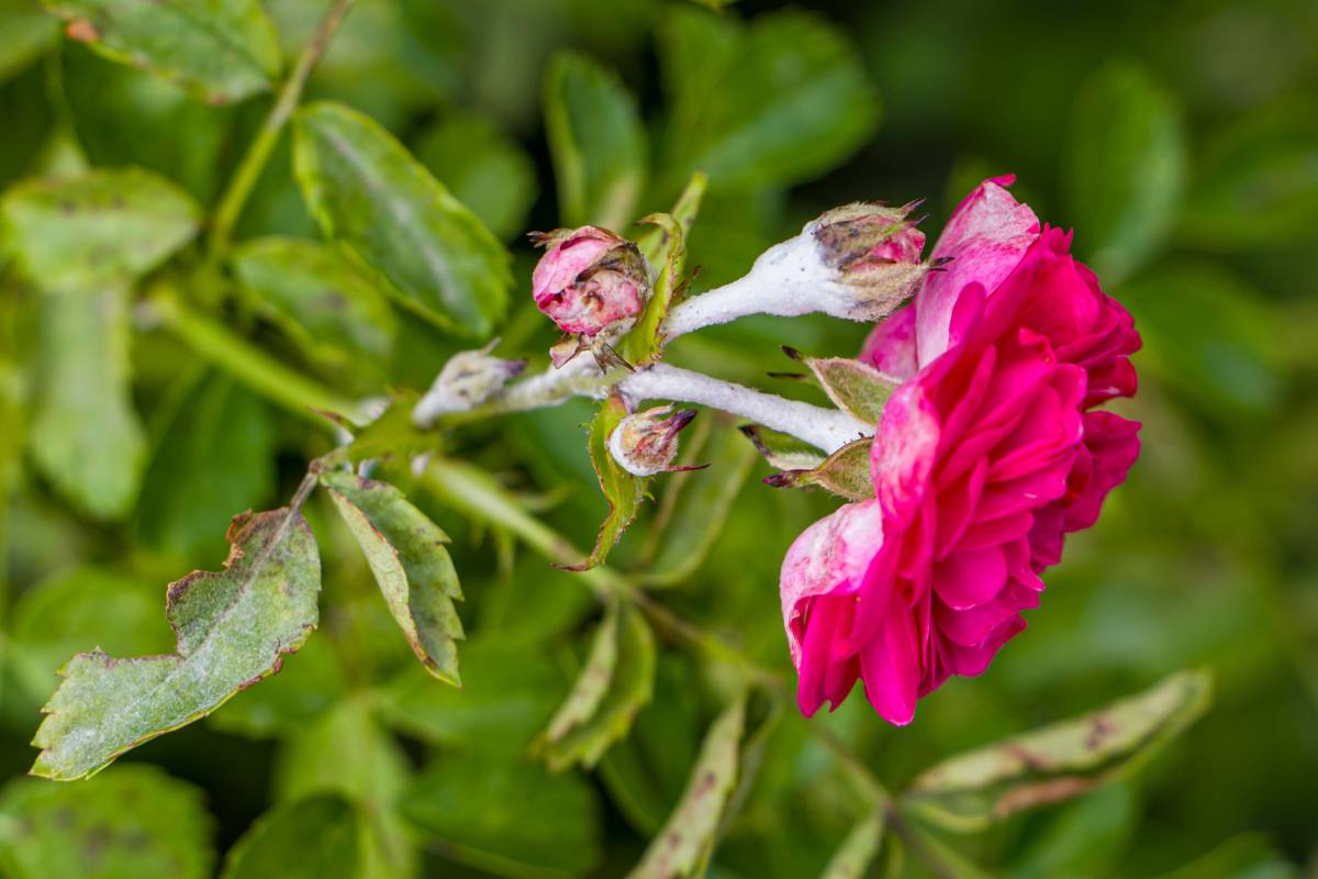 Here's how to avoid mold and mushrooms on roses