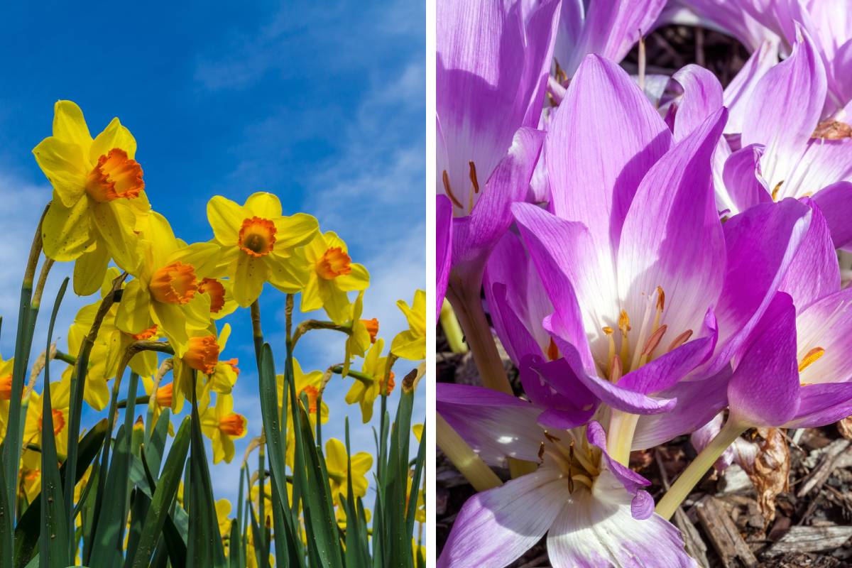 Bulbs to plant now that they bloom in spring