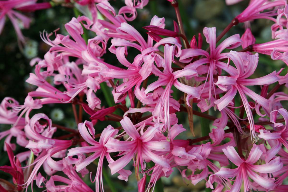 Near, Autumn Flowers