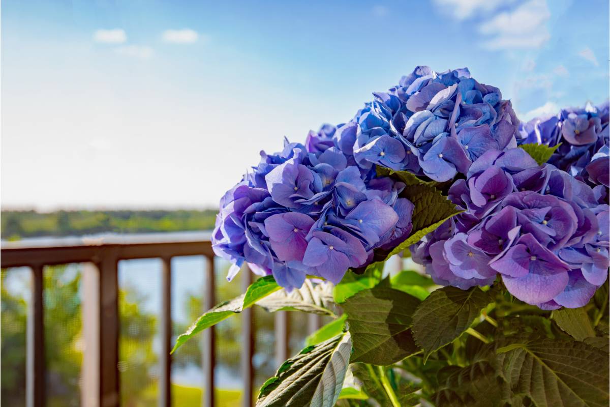 Autumn blooms