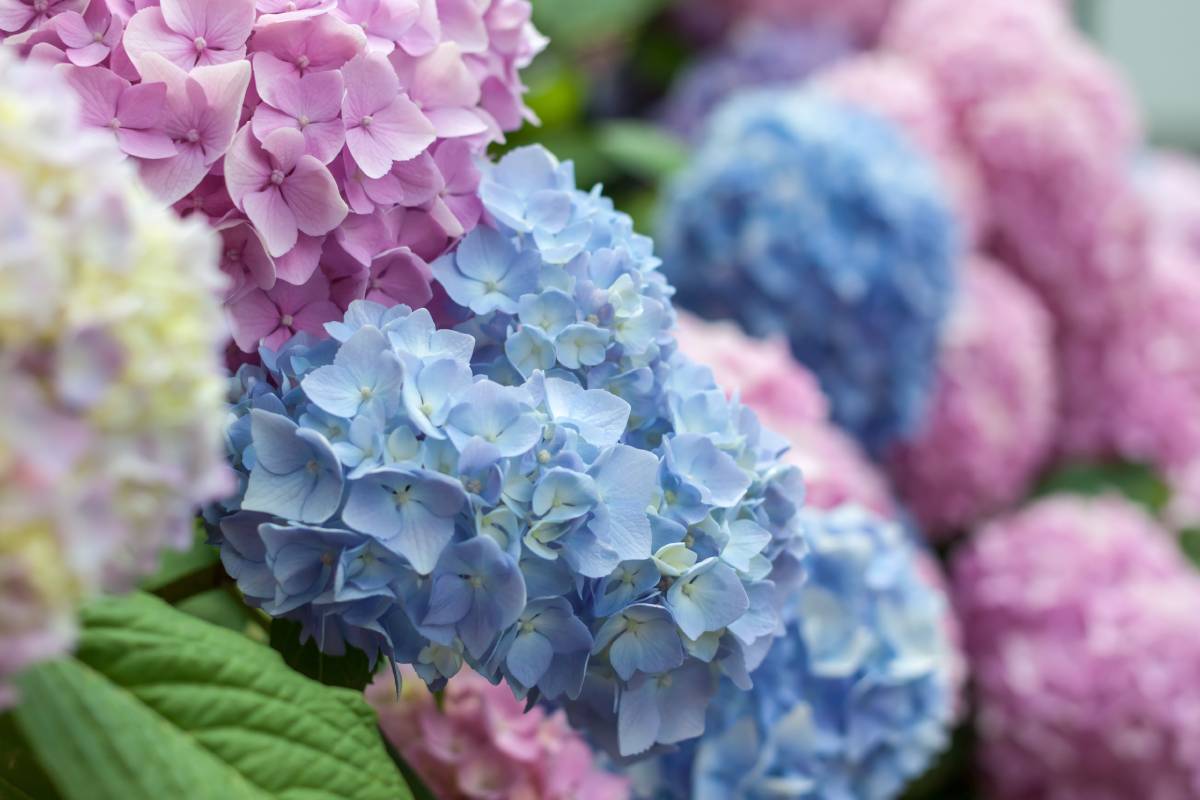 Here's how to have rich blooms of hydrangeas also next year