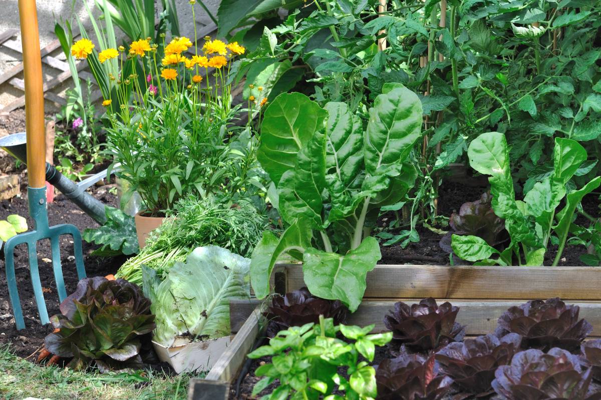 Autumn vegetable garden: what to plant