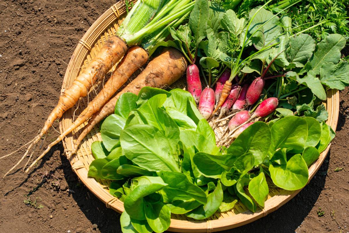 The 5 sowing in the Settembrino vegetable garden that immediately benefit