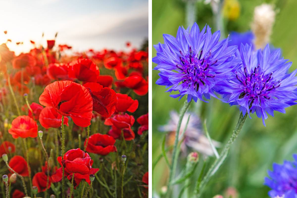 The flowers to be sowed in the autumn