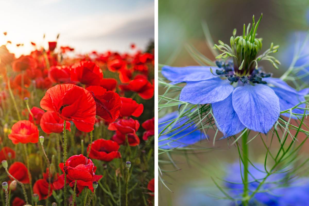 Flowers to be sowed in September