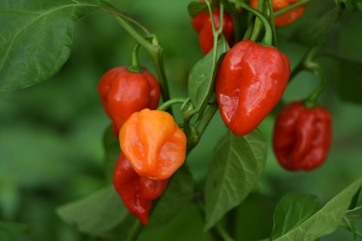 Chillies that are gathered now and are preserved for the winter
