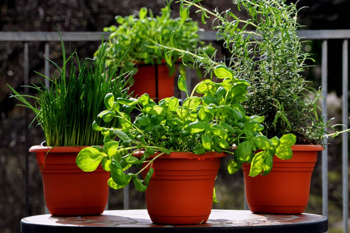 Fertilizers for aromatic plants