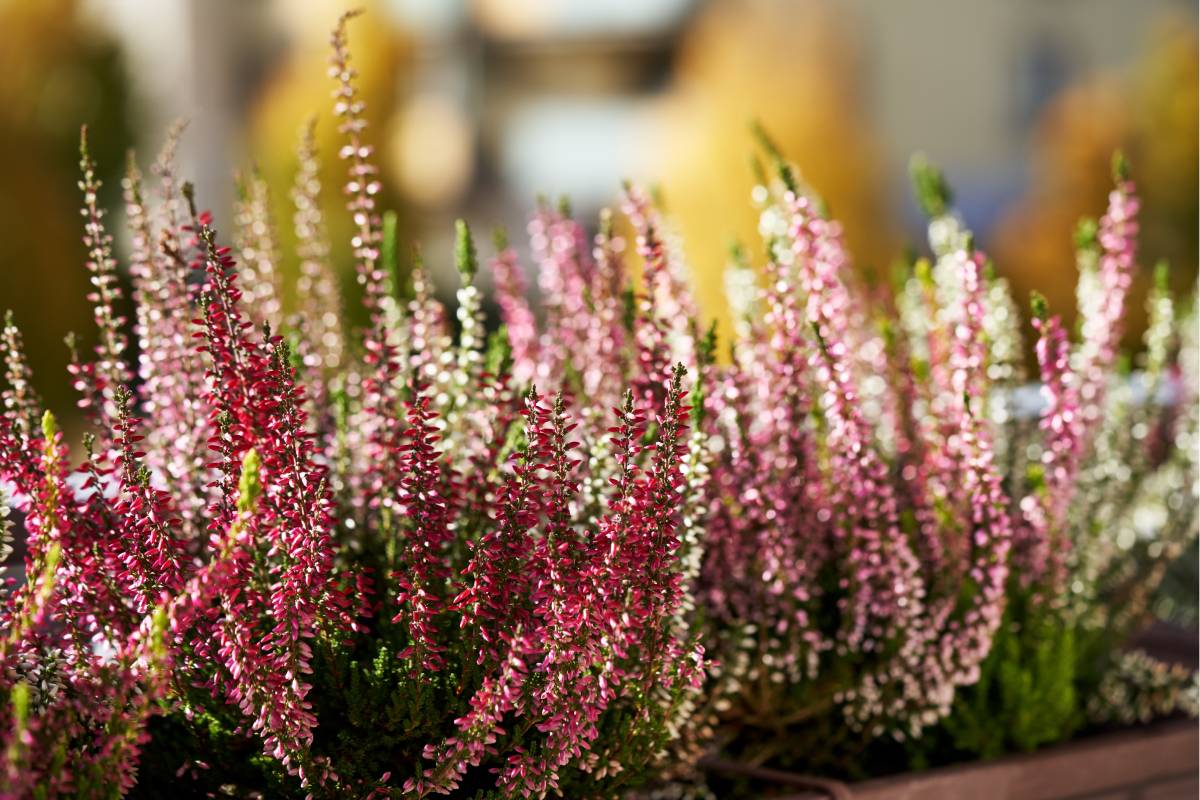 Calluna on the balcony