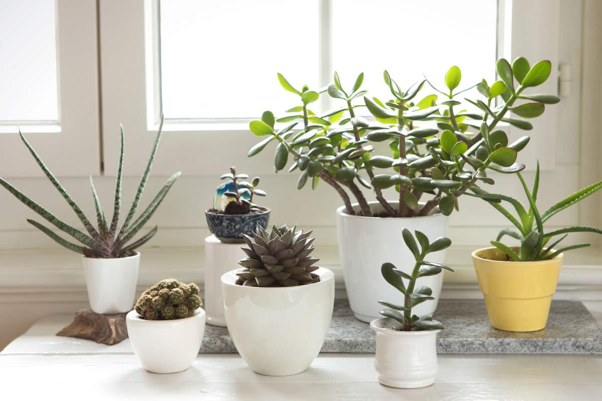 Reinvigorate fatty plants after the summer