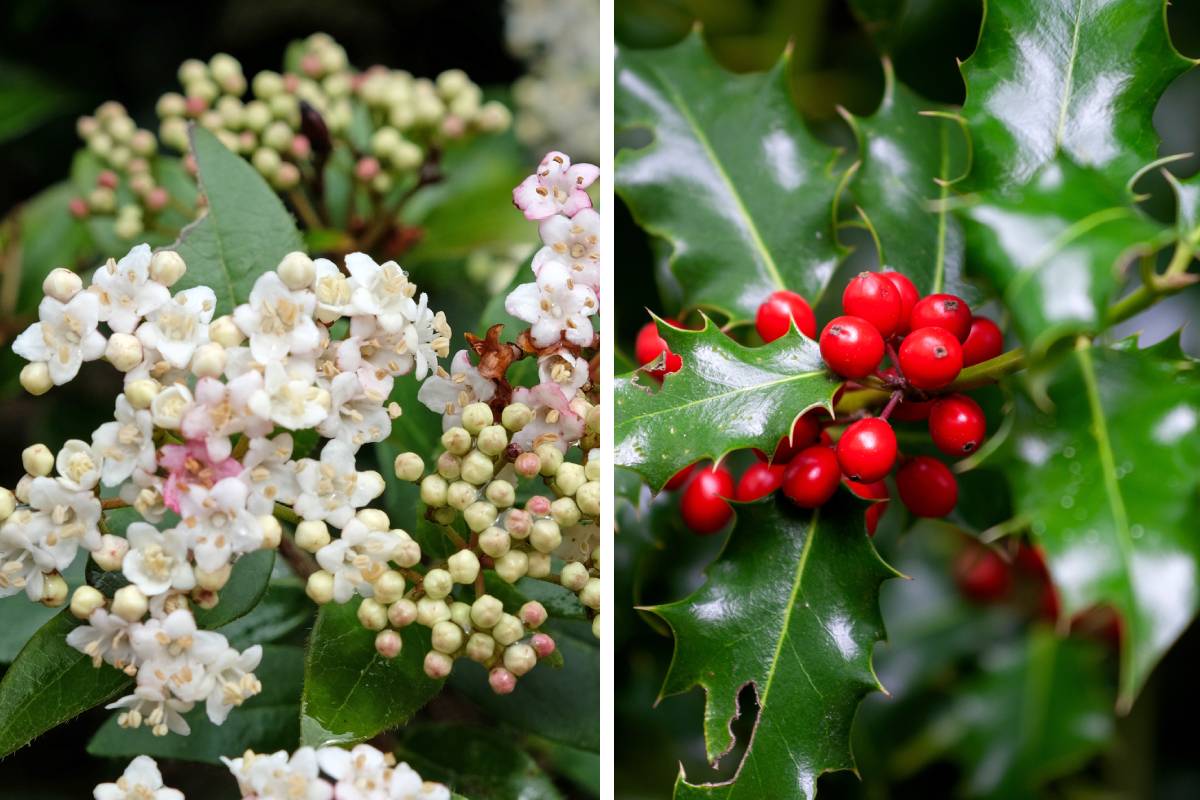 Here are the 5 evergreen plants for the balcony