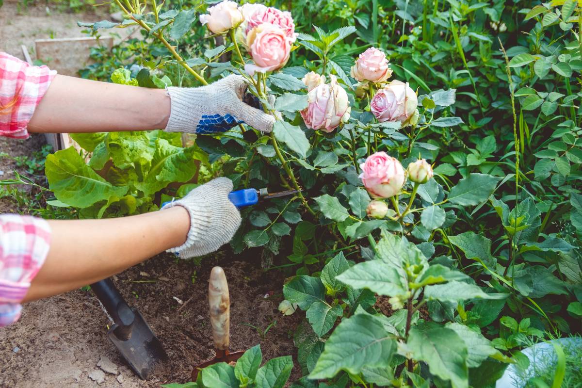 Free the rose plant from mushrooms and mold