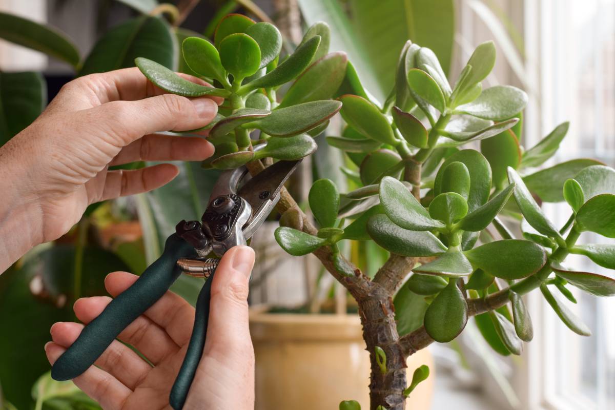 Here's how to have a thick jade tree
