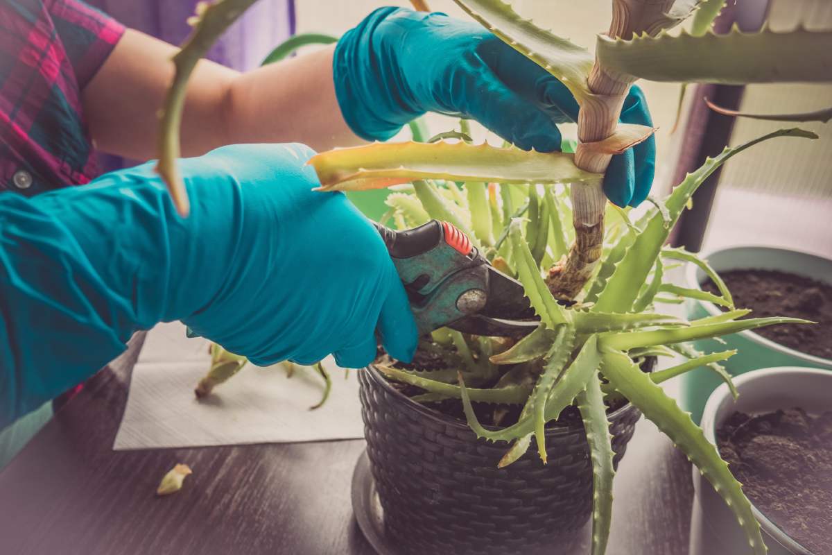 Reinvigorate fatty plants