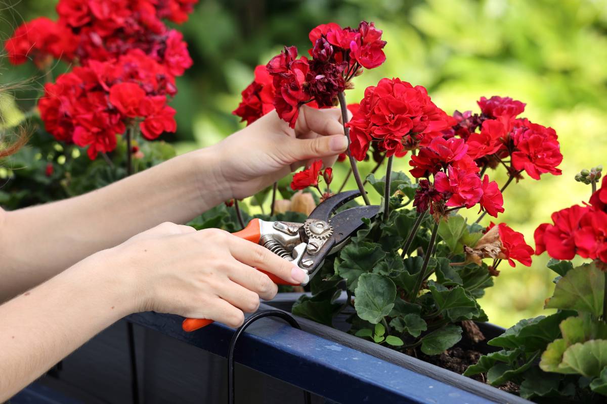 Pruning regenerates geraniums and surfing