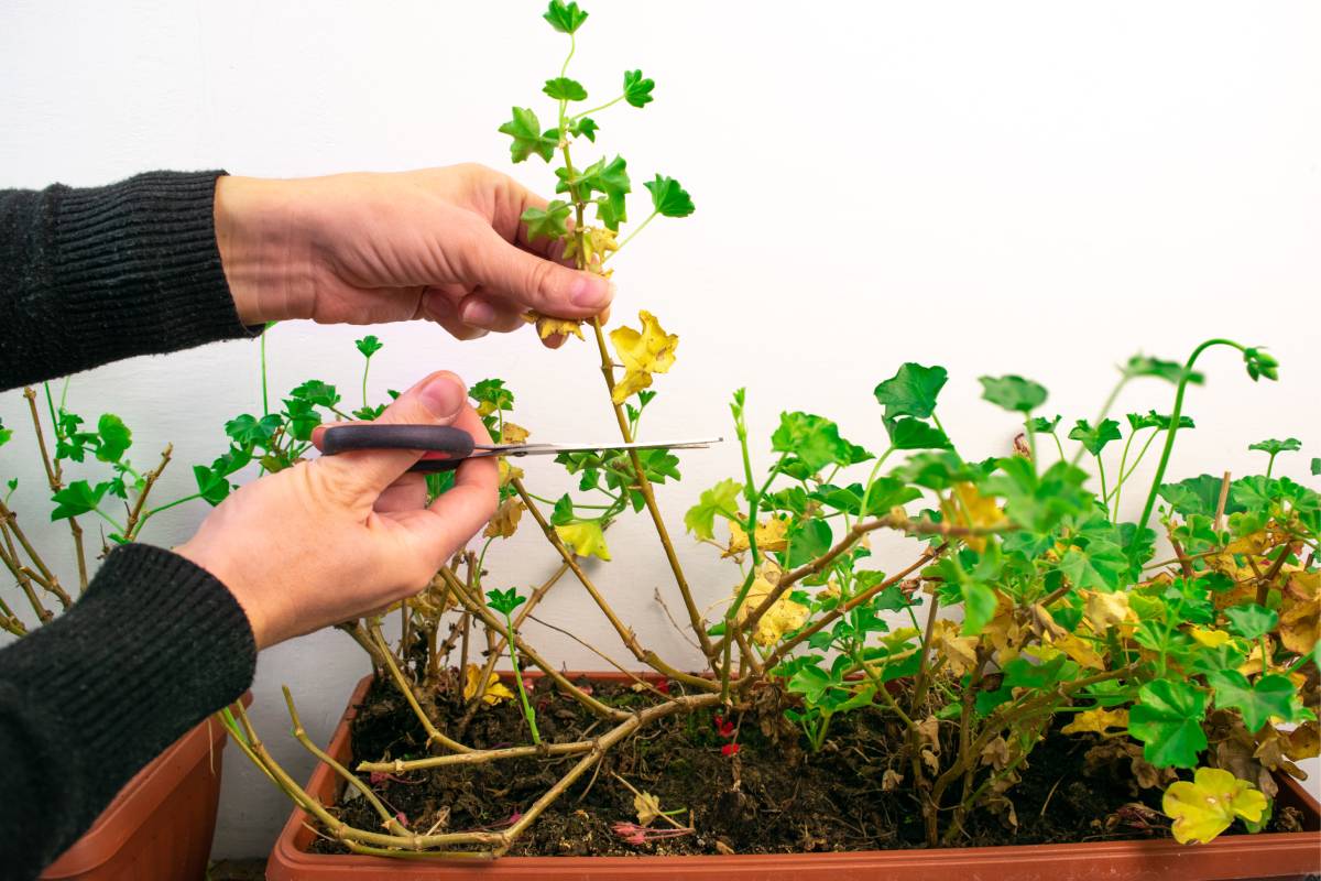 The care of geraniums in winter