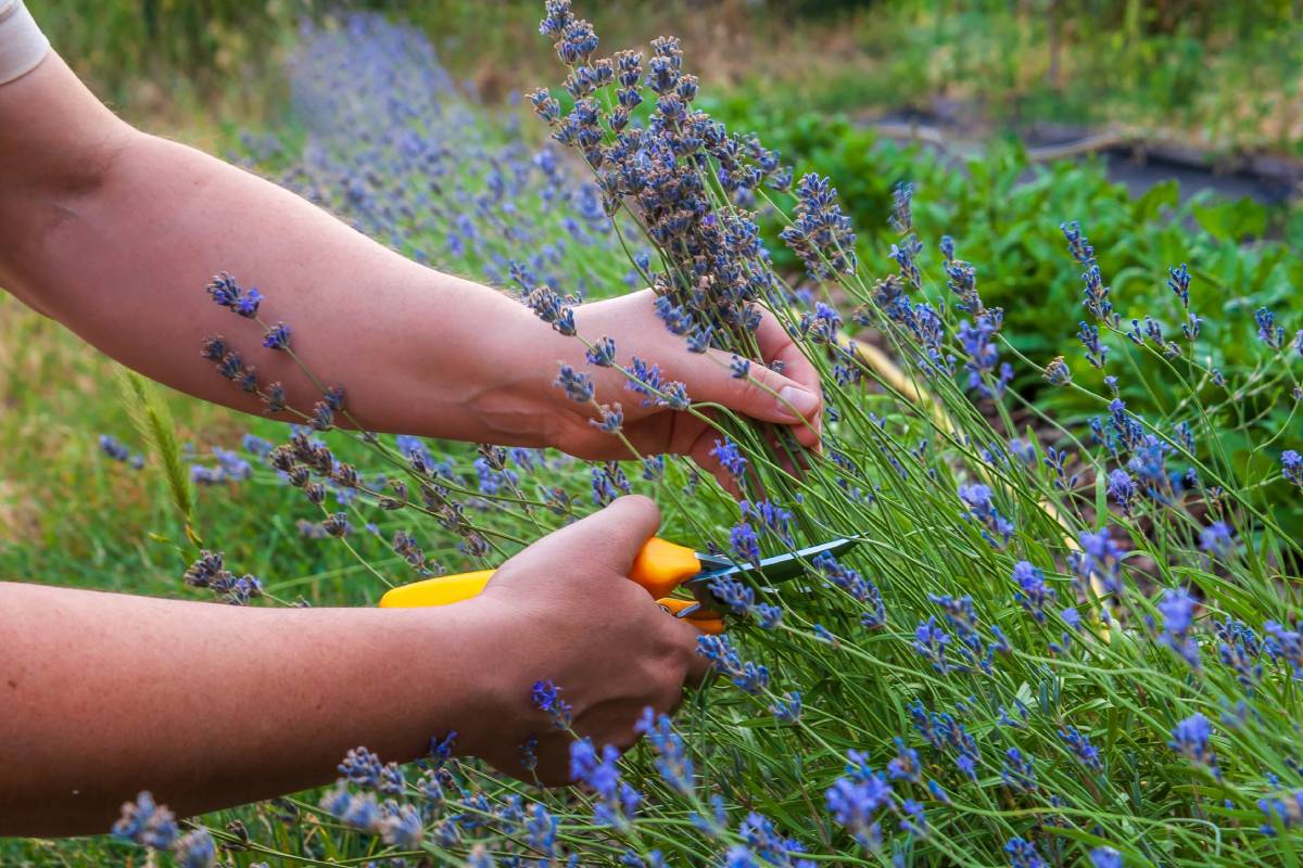 How lavender is pruned to strengthen it in view of autumn