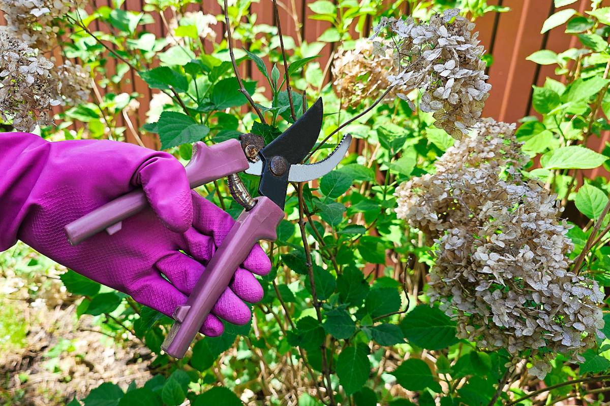 Take care of the hydrangeas now to have them beautiful next year