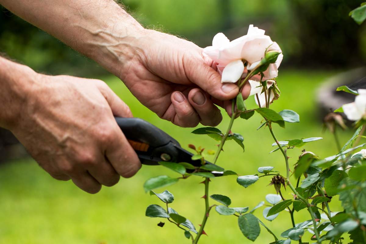 The roses and the change of season: how to cure them