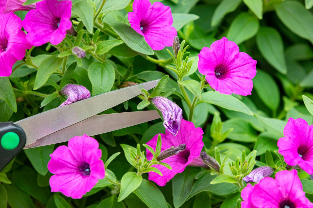 Pruning and potassium for tired surfinies